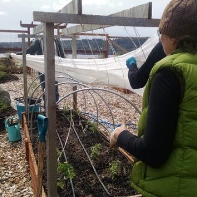 Growing Food in the City Certificate – 2017 Planting Day